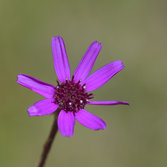 Senecio macrocephalus