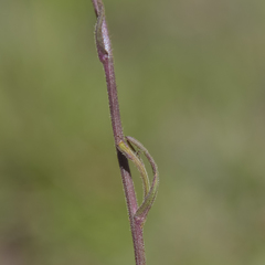 Senecio macrocephalus