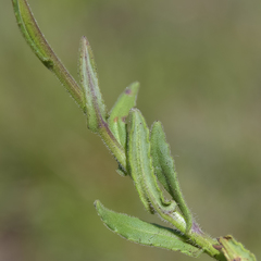 Senecio macrocephalus