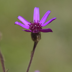 Senecio macrocephalus