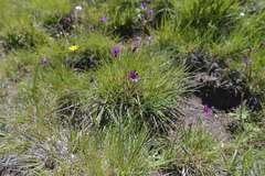 Senecio macrocephalus