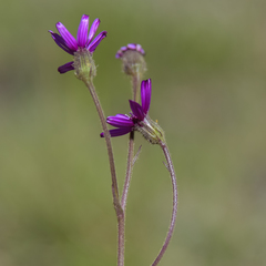 Senecio macrocephalus