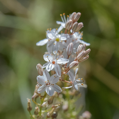 Trachyandra smalliana