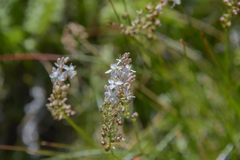 Trachyandra smalliana