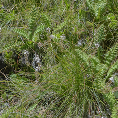 Trachyandra smalliana