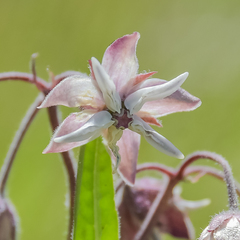Asclepias humilis