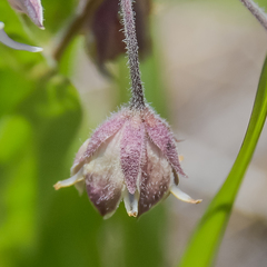 Asclepias humilis