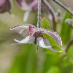 Asclepias humilis