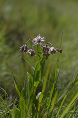 Asclepias humilis