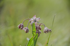 Asclepias humilis