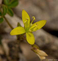 Cleome brachycarpa
