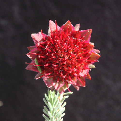 Darwinia purpurea