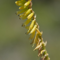Kniphofia parviflora