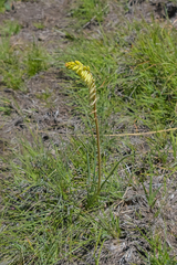 Kniphofia parviflora