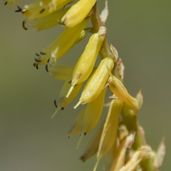 Kniphofia parviflora