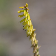 Kniphofia parviflora