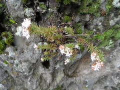 Sedum moranense