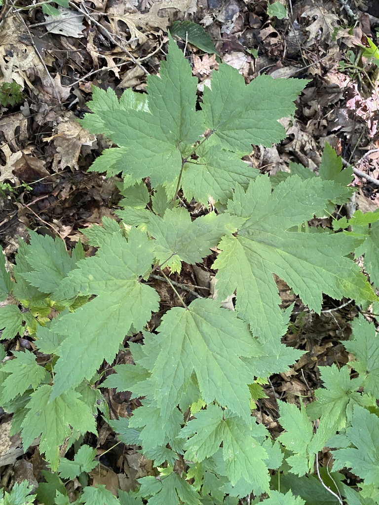 Appalachian Bugbane in July 2023 by Christopher David Benda · iNaturalist