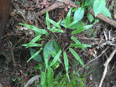 Lygodium articulatum