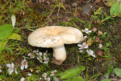 Russula australis