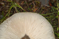 Russula australis
