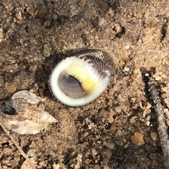 Nerita balteata