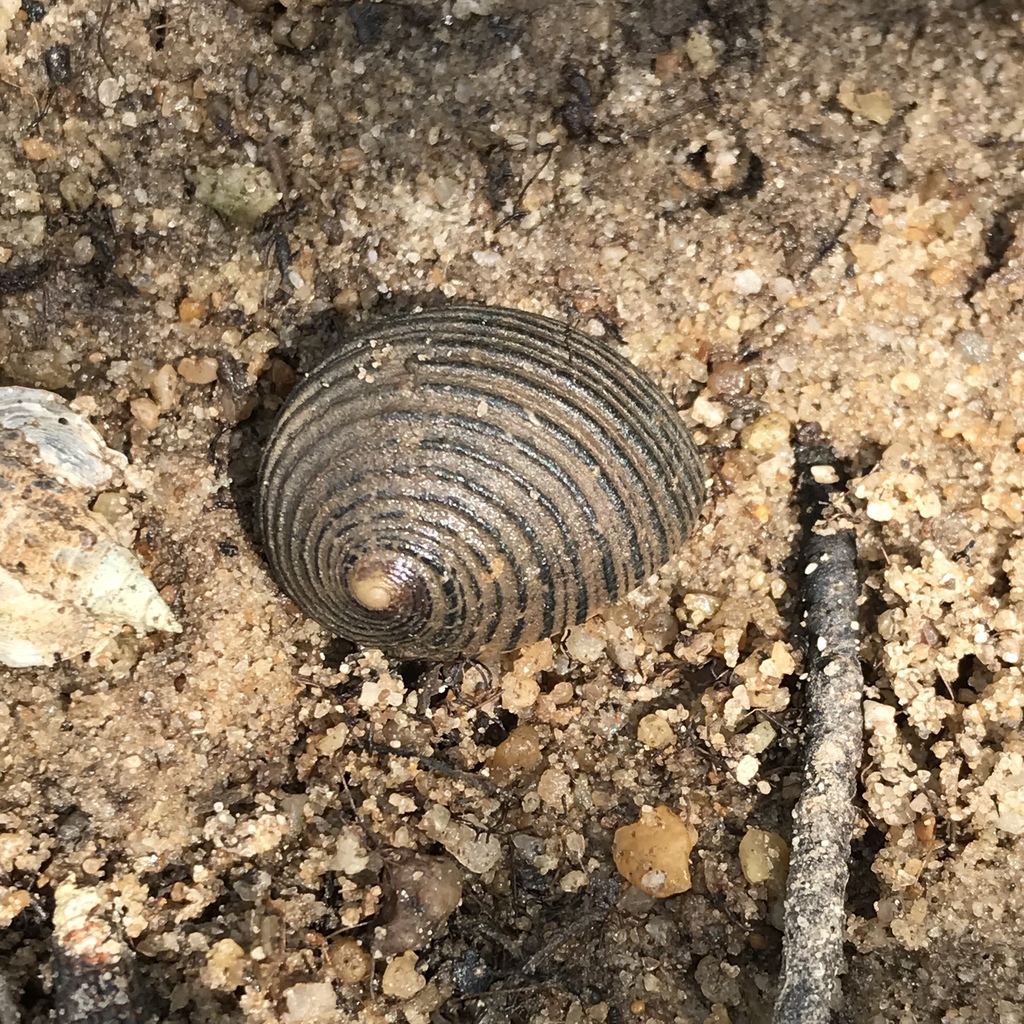 Lined Nerite