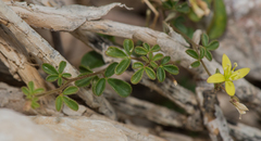 Cleome brachycarpa