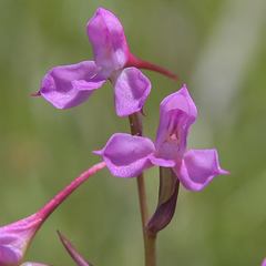 Disa oreophila erecta