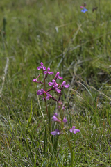 Disa oreophila erecta