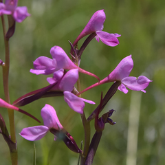 Disa oreophila erecta