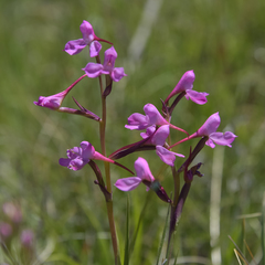 Disa oreophila erecta