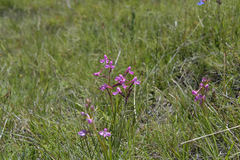 Disa oreophila erecta