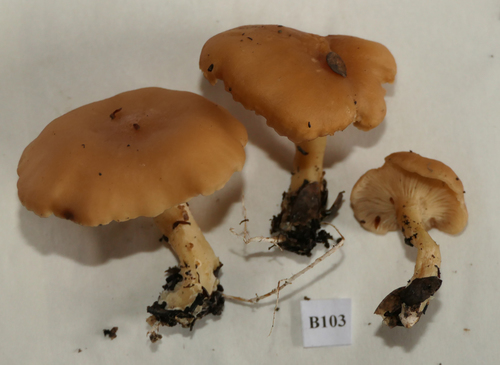 Clitocybe wellingtonensis image