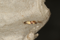 Opogona comptella