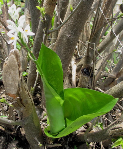 Kabuyea hostifolia