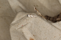 Oxythecta acceptella