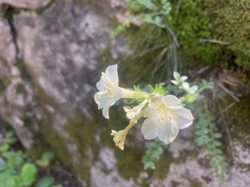 Brandegee's Jacob's-ladder (Polemonium brandegeei)