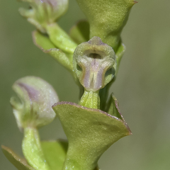 Disperis renibractea