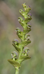 Disperis renibractea
