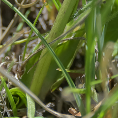 Disperis renibractea