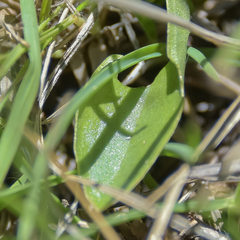 Disperis renibractea