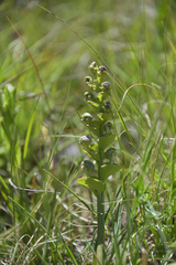Disperis renibractea