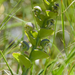 Disperis renibractea