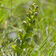 Disperis renibractea