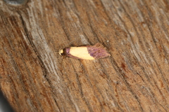 Eulechria heliophanes