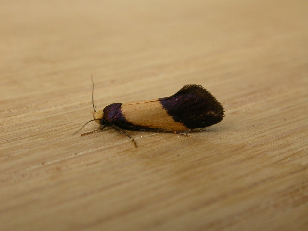 Eulechria heliophanes