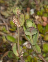 Uromyces waipoua
