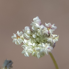 Pimpinella caffra