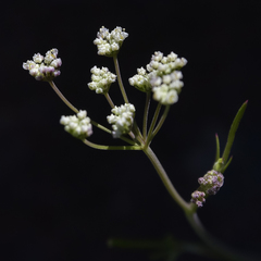 Pimpinella caffra